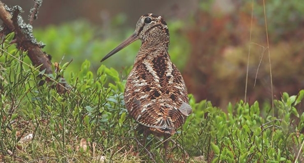 Woodcock Steve Round