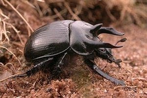 Minotaur beetle