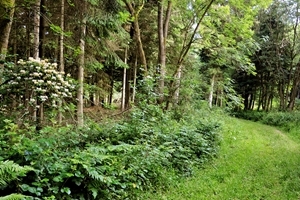 Woodland ride at Rotherfield