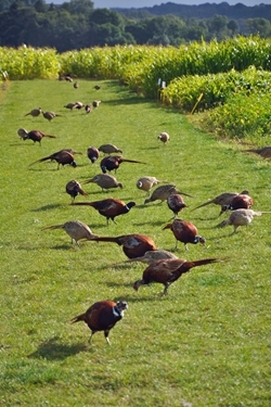 Pheasants on ride