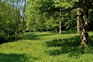 Woodland ride created for shooting