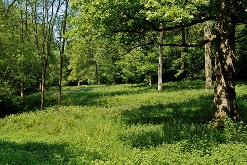 Woodland Ride Created For Shooting Woodland Ride Created For Shooting