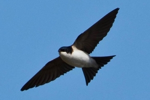 House martin (Credit: Ómar Runólfsson)