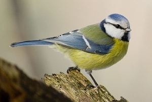 Blue tit (Credit: Sławek Staszczuk)