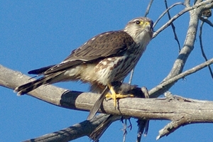 Merlin (Credit: Alan Schmierer)