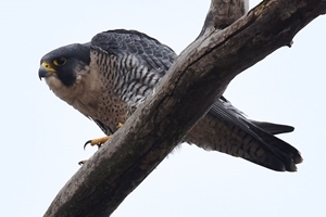 Peregrine falcon (Credit: Andy Reago & Chrissy McClarren)