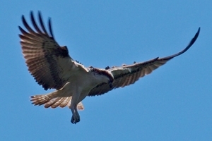 Osprey (Credit: Andreas Eichler)