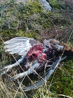 Predated grouse