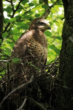 Buzzard chick (Credit: Ayla Paul)