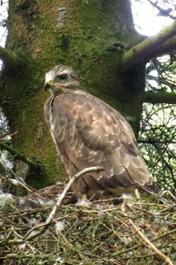 Buzzard on nest
