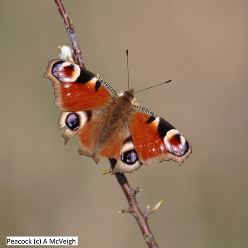 Peacock (c ) A Mc Veigh (1) Peacock (c ) A Mc Veigh (1)