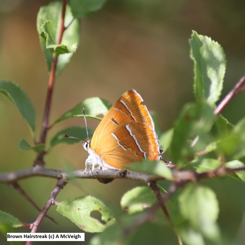 Brown Hairstreak (c ) A Mc Veigh Brown Hairstreak (c ) A Mc Veigh