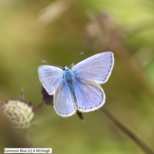Common Blue (c ) A Mc Veigh Common Blue (c ) A Mc Veigh