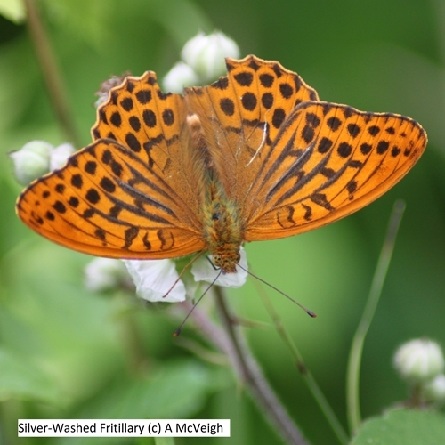 Silver -Washed Fritillary (c ) A Mc Veigh Silver -Washed Fritillary (c ) A Mc Veigh