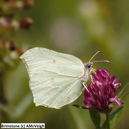 Brimstone (c ) A Mc Veigh Brimstone (c ) A Mc Veigh