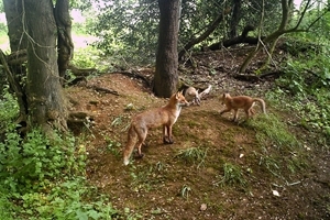 Vixen with cubs