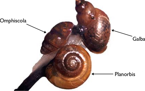 Mud snails