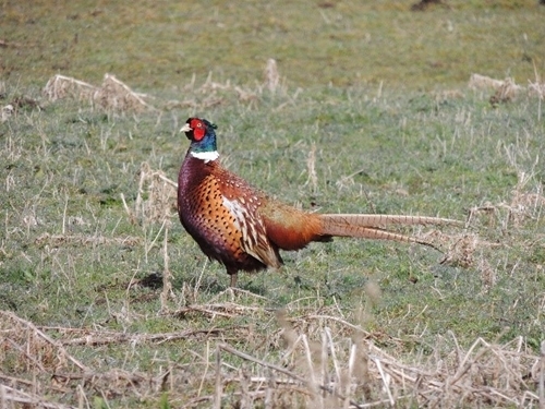 Pheasant 1 Pheasant 1