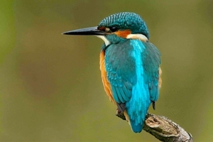 Kingfisher (Ian David)