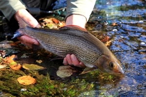 European grayling (Photo courtesy of Rod Calbrade)