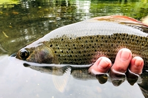 Grayling (Bob Wellard)