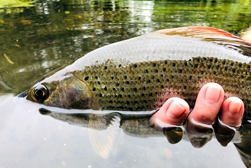 Grayling (Bob Wellard)