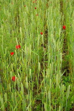 Conservation headland