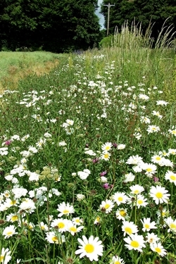 Wildflower margin