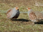 No shortage of bird life at the first NFU sponsored GWCT Wales Big Farmland Bird Count