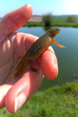 Smooth newt female