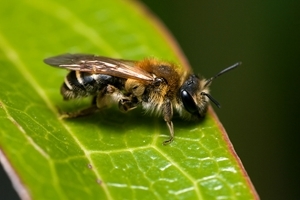 Andrena dorsata (Credit: Will George)