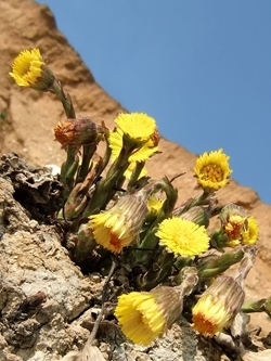Coltsfoot