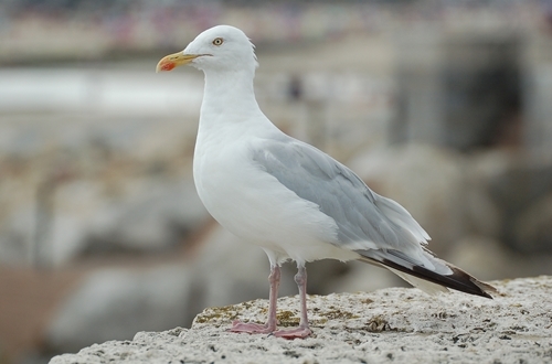 Herring Gull 1 Herring Gull 1