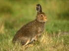 Mountain hare ‘decline’ not black and white - our letter to BBC Wildlife
