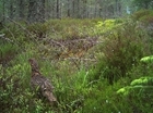 Study into capercaillie breeding success and dispersal highlights need for landscape-scale intervention to halt decline towards extinction