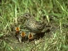 Coronavirus lockdown “could be a boon for nesting birds” – GWCT in The Telegraph