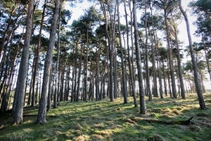 Woods at Auchnerran