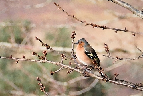 Chaffinch at Auchnerran Chaffinch at Auchnerran