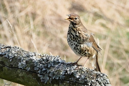 Song thrush at Auchnerran Song thrush at Auchnerran