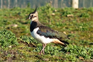 Lapwing (Max Wright)