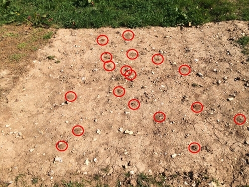 Fresh nests found in a single scrape in April 2019