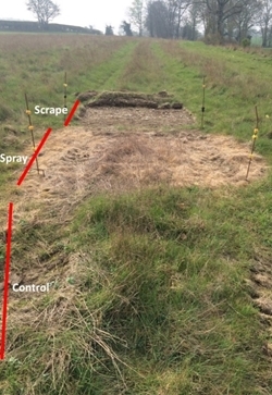 Layout of treatments and control