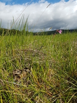 Curlew chick in long grass