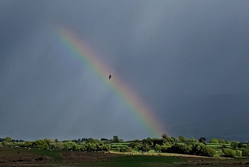 Curlew and rainbow (Credit: James Roberts) Curlew and rainbow (Credit: James Roberts)