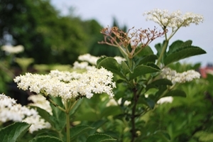 Elderflower