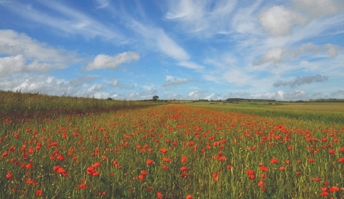 Conservation Headland Peter Thompson - Sussex (1) Conservation Headland Peter Thompson - Sussex (1)
