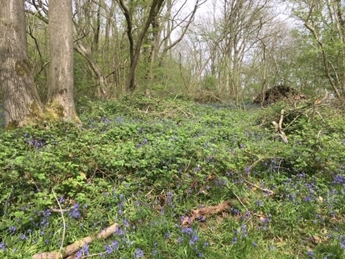 Regen after skylighting