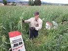 Innovative crop-mixtures project needs your help