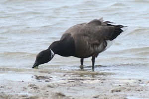 Brent goose