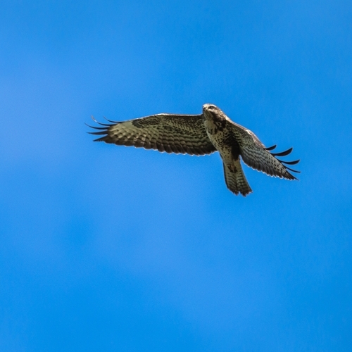 Picture 4 (Buzzard)